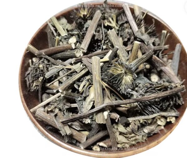 Echinacea