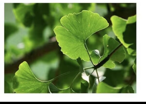 Gingko biloba