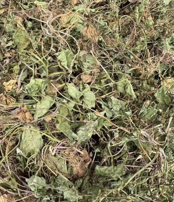 Gotu kola herbs( Centella asiatica)